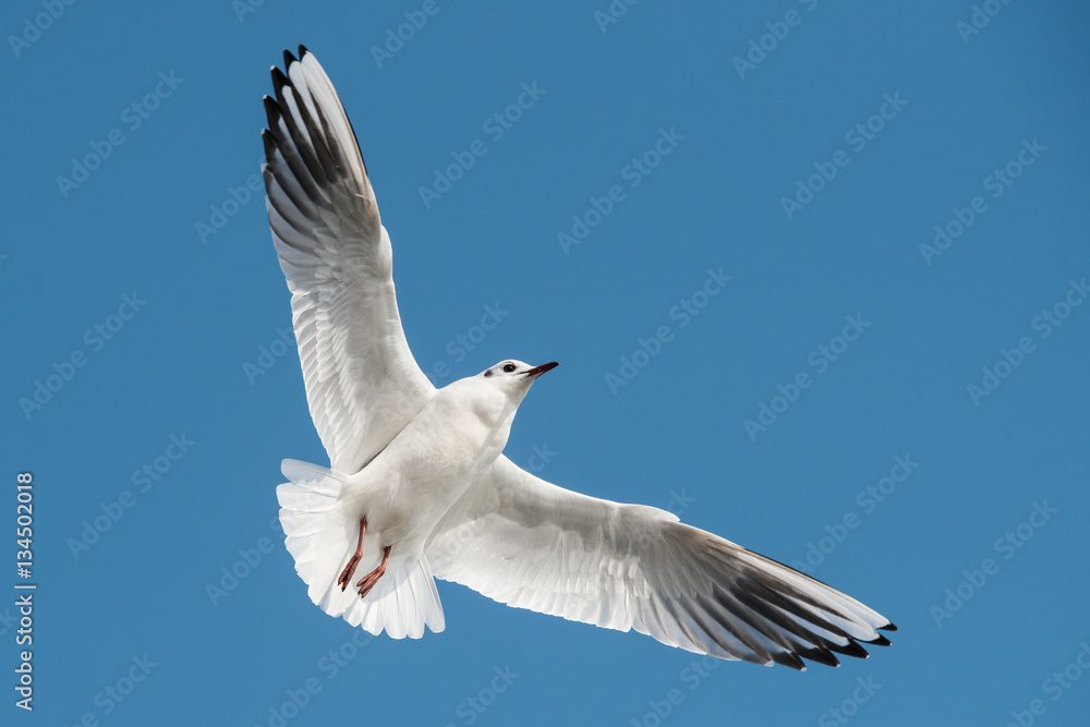 Black-headed Gull, Chroicocephalus ridibundus Black-headed Gull, Chroicocephalus ridibundus