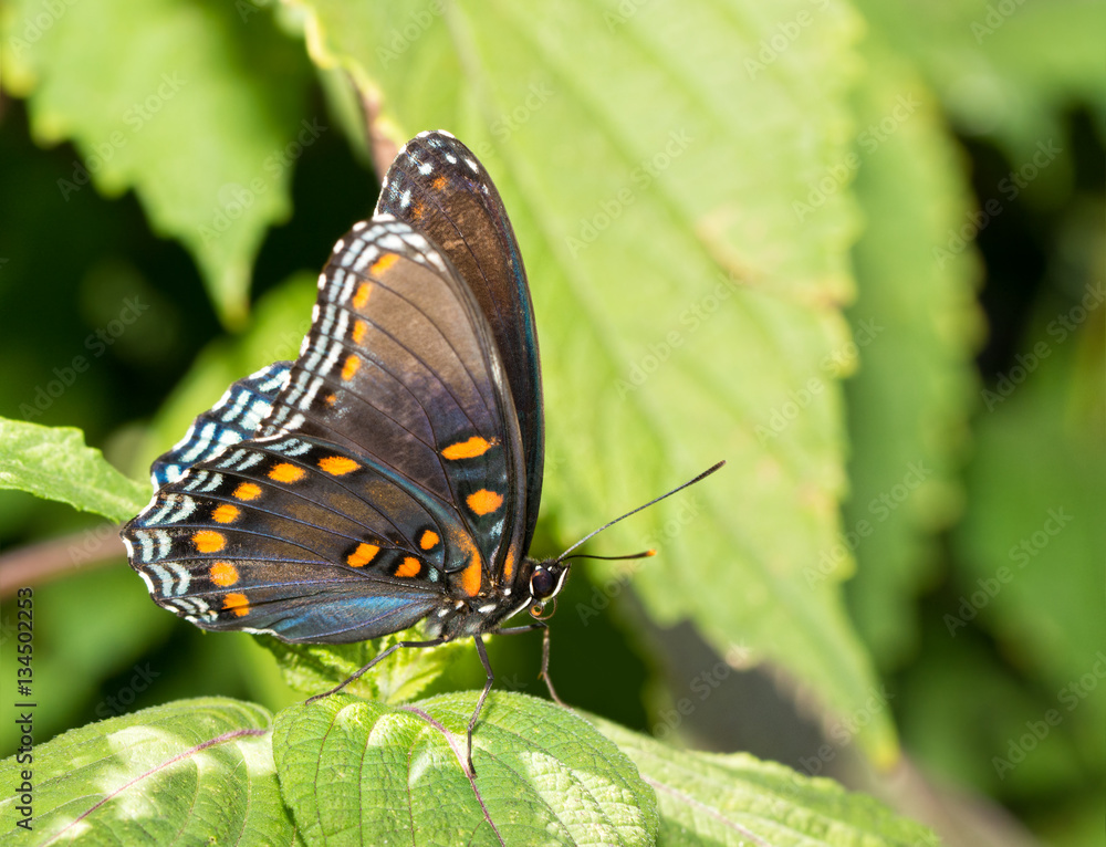 Fototapeta premium Ventral view of a Red Spotted Purple Admiral butterfly resting on a Painted Nettle leaf