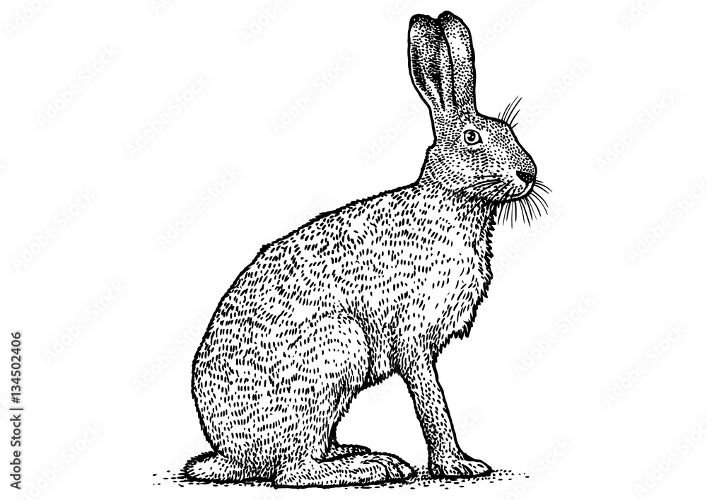 Fototapeta premium Rabbit, brown hare, drawing, engraving, illustration