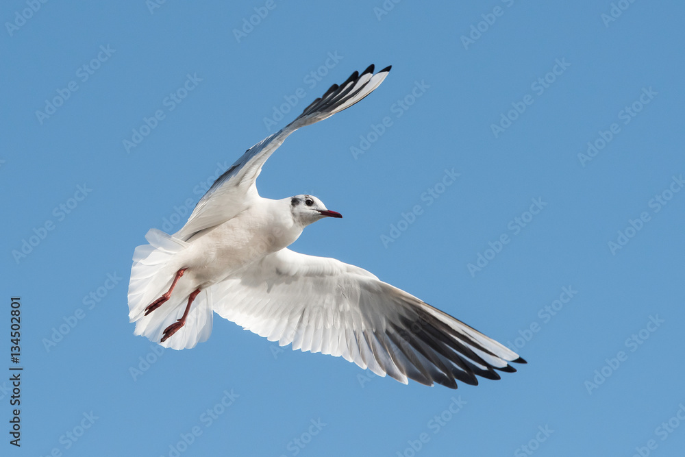 Black-headed Gull, Chroicocephalus ridibundus Black-headed Gull, Chroicocephalus ridibundus