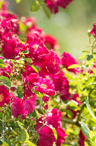 Climbing rose bush in summer sun with brilliant reds and greens