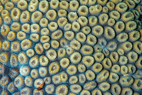 Honeycomb coral Detail  photo