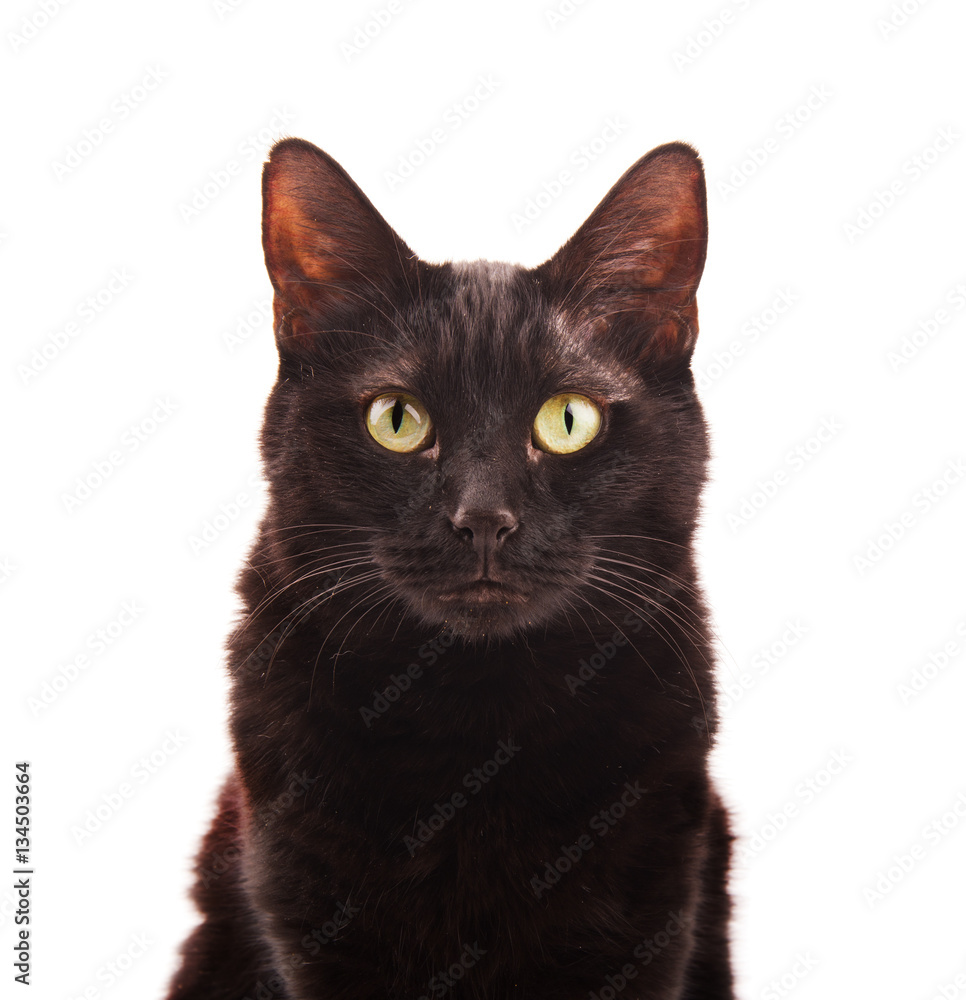 Black cat looking up, on white background Black cat looking up, on white background