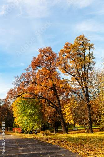 sunny landscape in the park