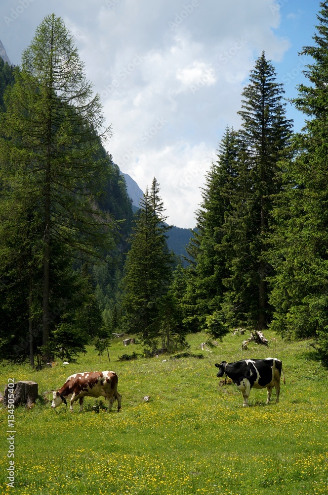 Kühe auf Almwiese im Langental in Gröden