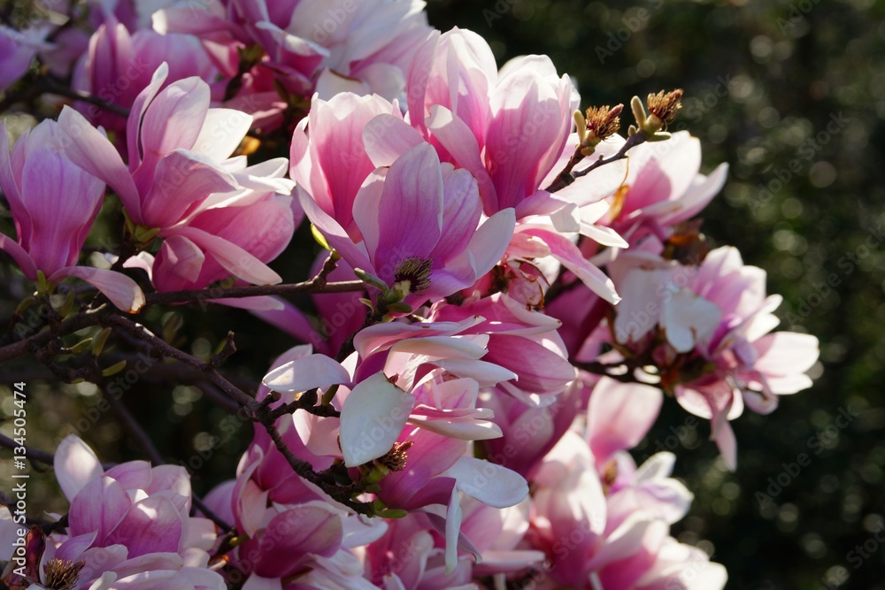 Fototapeta premium Magnolia officinalis