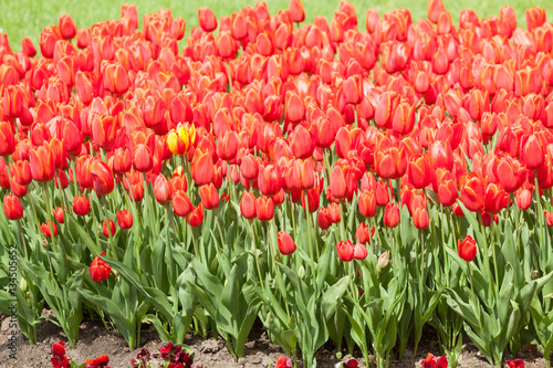 Beautiful red tulips in the park. Spring concept.
