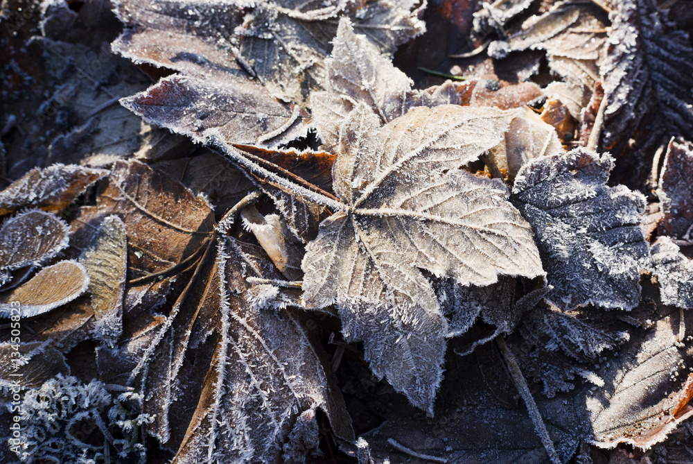 Hoarfrost on leaves