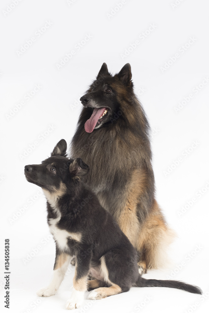 Two dogs, puppy and adult, sitting on white studio background