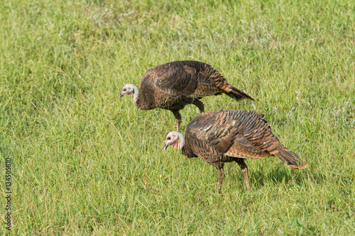 Wild turkeys foraging on a sunny grass field on a fall morning