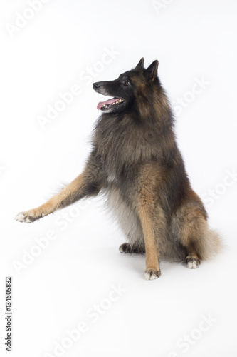Dog, Belgian Shepherd Tervuren, sitting front paw up, wihte back