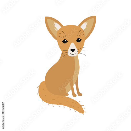 Small African fox Fennec