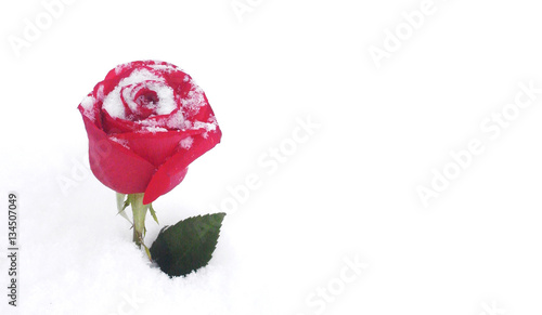 Red rose on snow. Postcard Greetings Valentine's Day.