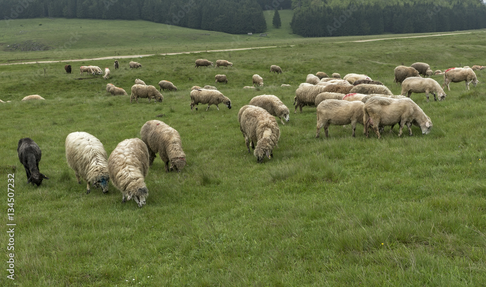 Sheep grazing on a meadow, on a cloudy day