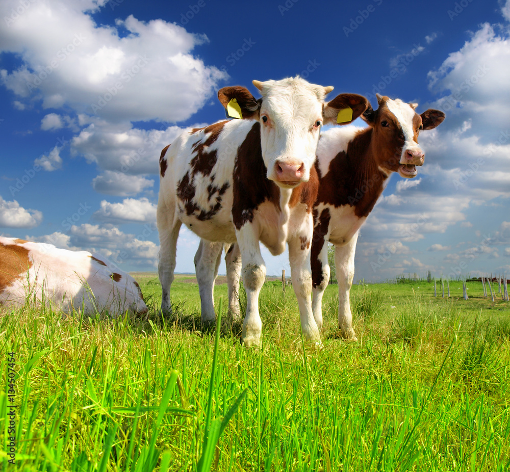 Calves on the field Calves on the field