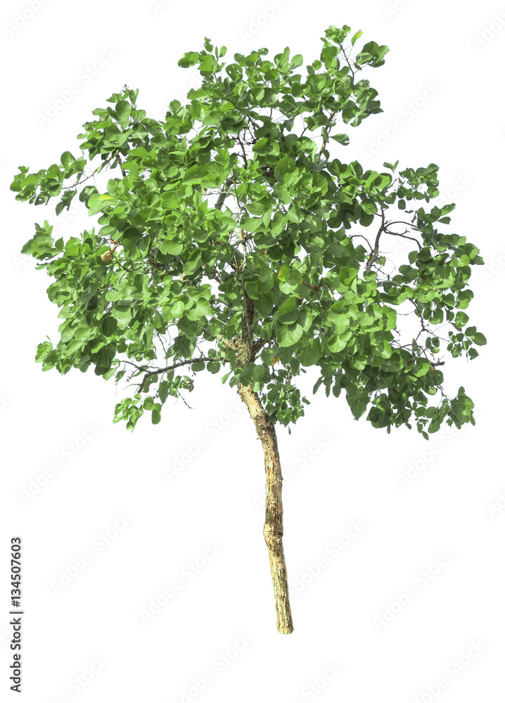 trees isolated on white background trees isolated on white background