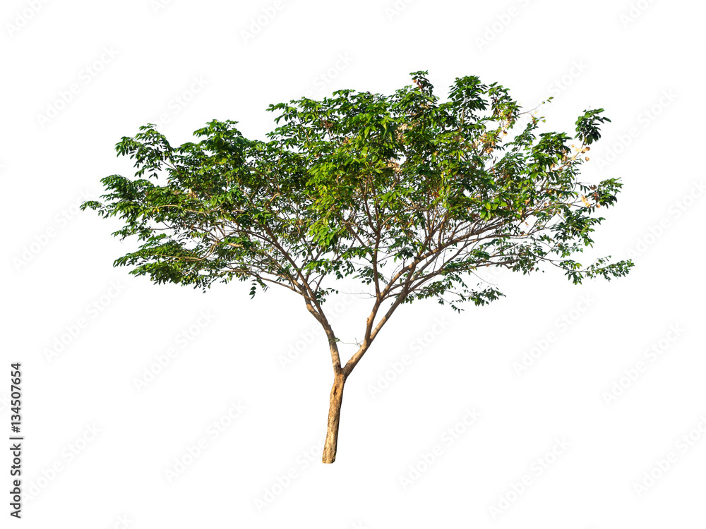 Obraz premium trees isolated on white background