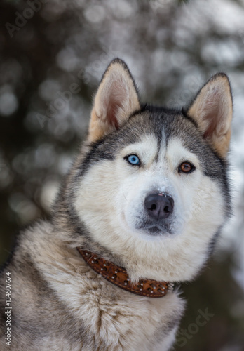 Portrait Dog breed husky heterochromia