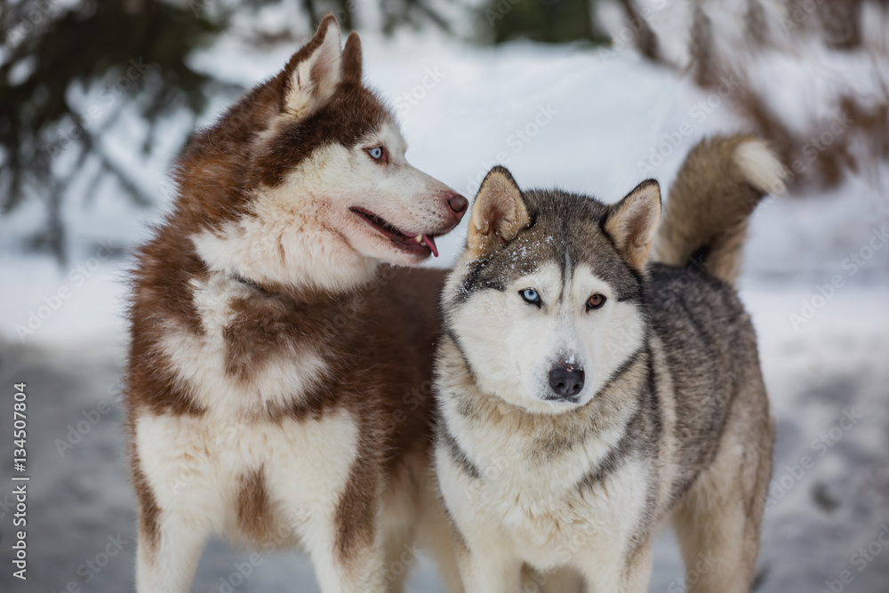 A pair of husky on a walk A pair of husky on a walk