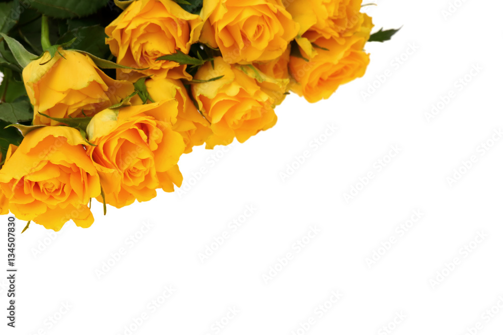 Pomarańczowa róża