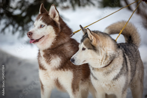 A pair of husky on a walk