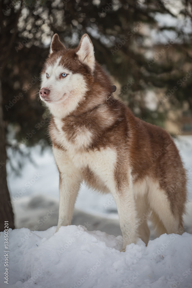 Dog breed husky in the winter Park Dog breed husky in the winter Park