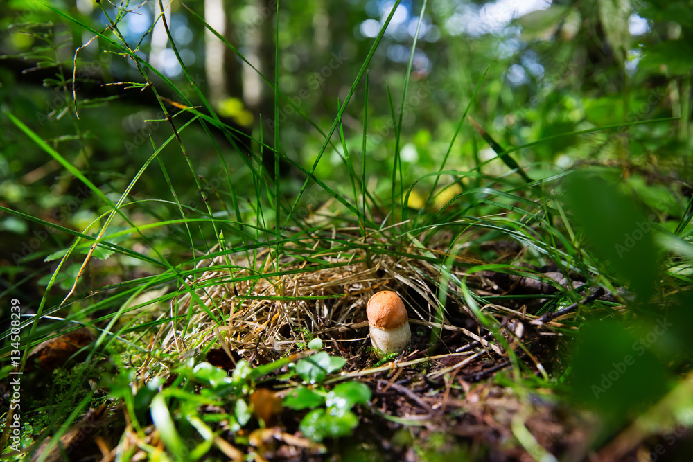 The Leccinum aurantiacumgrowing in wood, orange-cap mushroom, close-up photo The Leccinum aurantiacumgrowing in wood, orange-cap mushroom, close-up photo