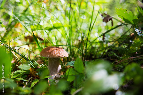 Boletus edulis mushrooms in the forest (penny bun, cep, porcino or porcini)
