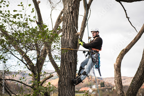 Lumberjack with saw and harness pruning a tree. photo