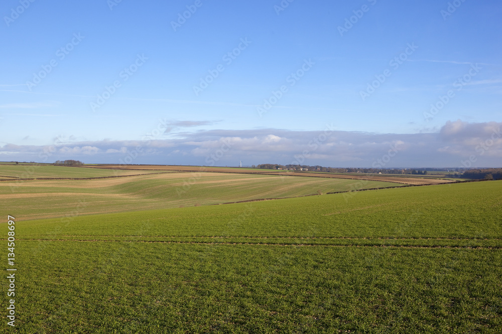 wheat fields and wind turbine