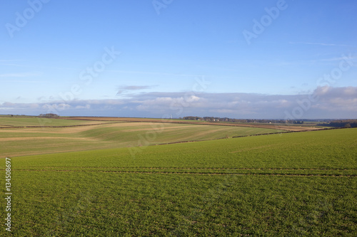 wheat fields and wind turbine