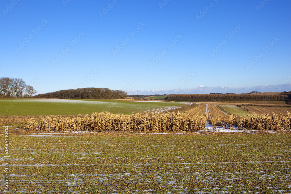 agricultural landscape in winter