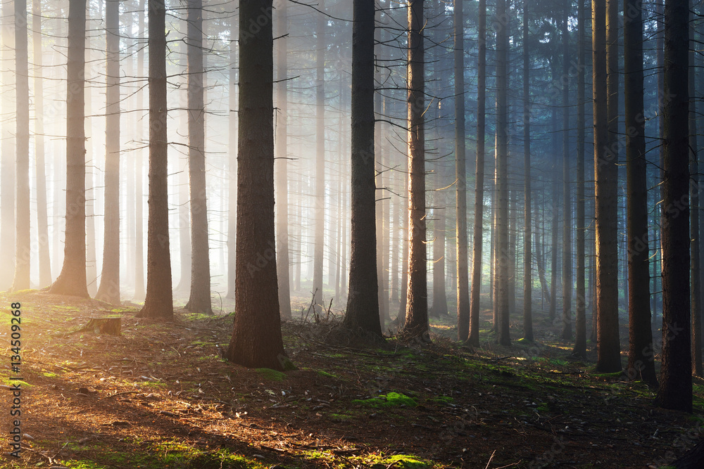 Obraz premium Sylwetki drzew w ciemnym mglistym lesie. Osnabruck, Niemcy