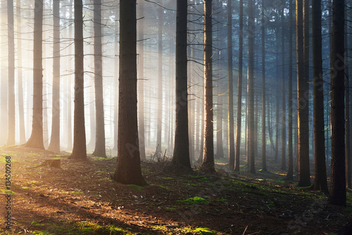 Fototapeta Naklejka Na Ścianę i Meble -  Tree silhouettes in a dark misty forest. Osnabruck, Germany
