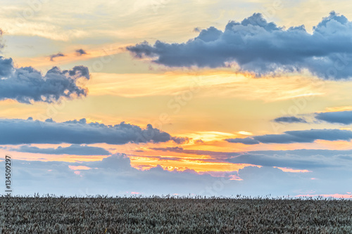 Colorful cloudy sunset over a field of ripe grains