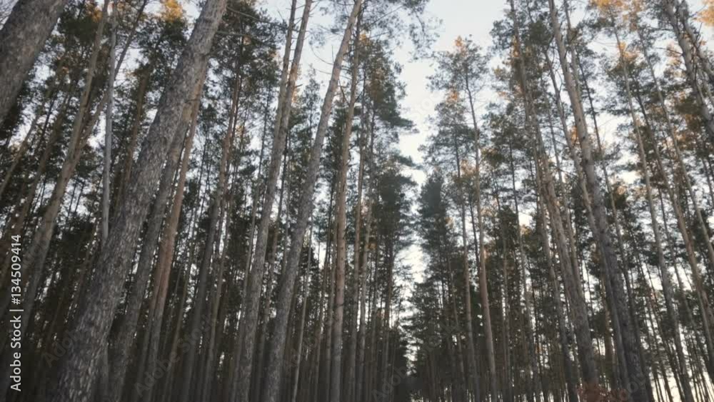 Winter pine forest Winter pine forest