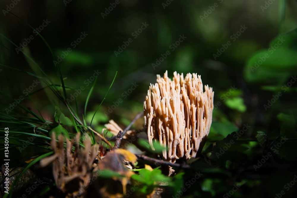 Small coral mushrooms toadstools macro microcosm ramariopsis Small coral mushrooms toadstools macro microcosm ramariopsis