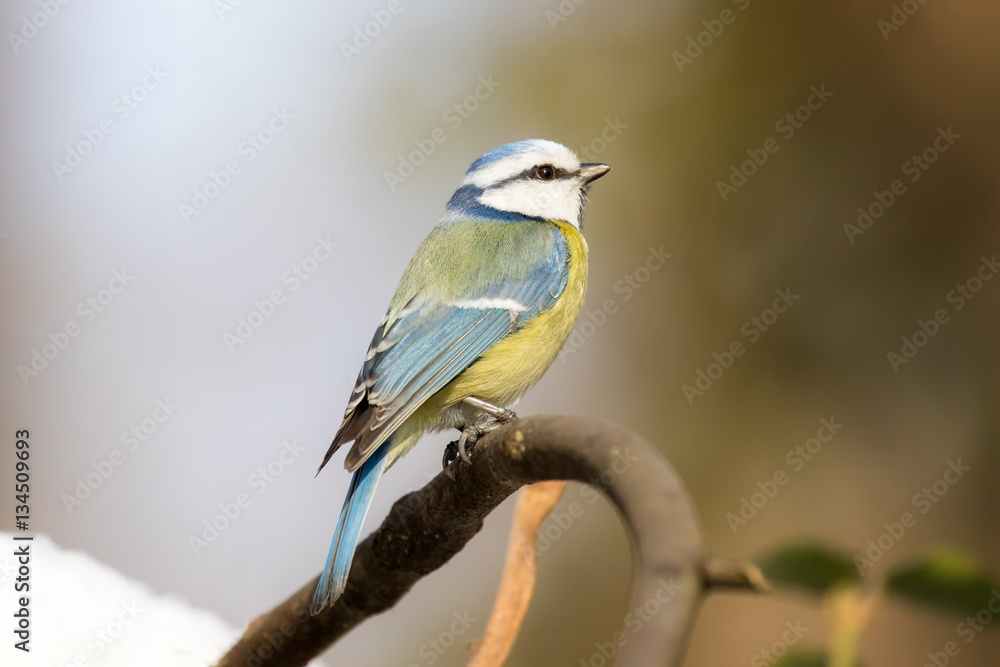 Fototapeta premium Eurasian blue tit (Cyanistes caeruleus), small passerine bird in