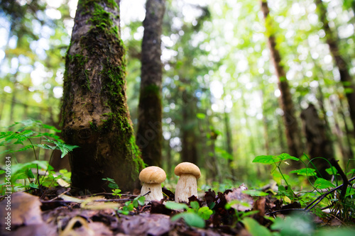 Boletus edulis mushrooms in the forest (penny bun, cep, porcino or porcini)