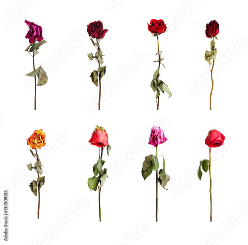 Valokuva Dried roses of different colors