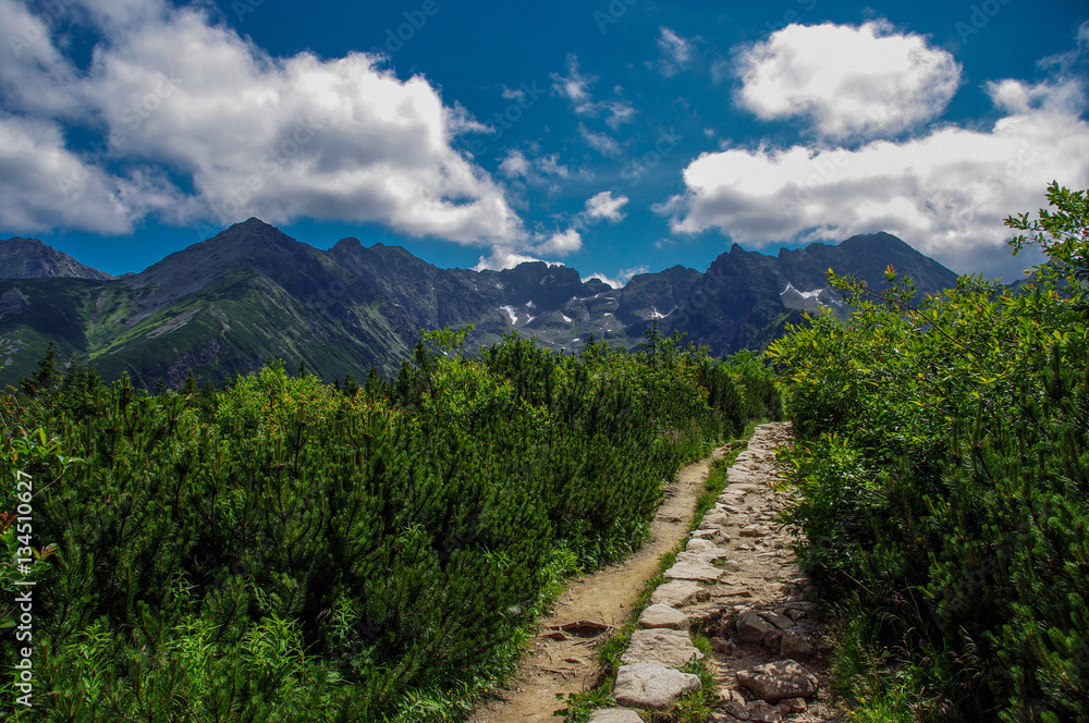 Fototapeta premium The Tatra mountains. Summer landscape.