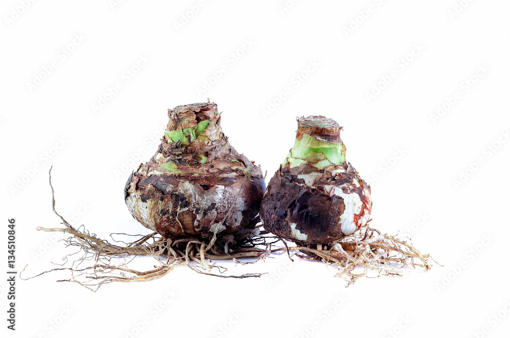 Obraz premium Two Bulbs Amaryllis Mix with roots against white background