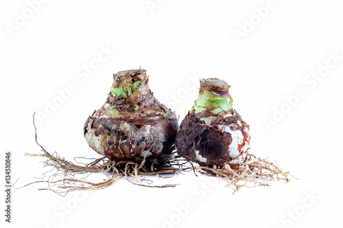 Two Bulbs Amaryllis Mix with roots against white background