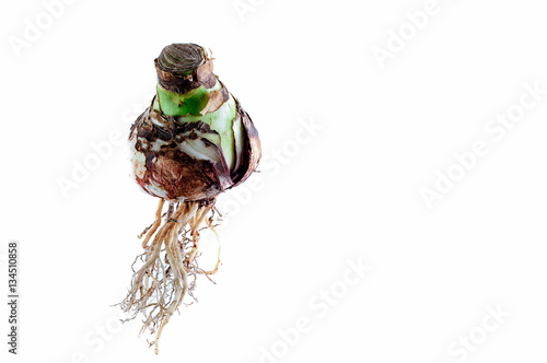 Hanging Bulb Amaryllis with roots against white background