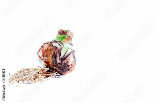 One Bulb Amaryllis sideways with roots against white background