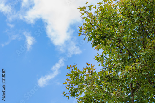 Fototapeta Naklejka Na Ścianę i Meble -  Green leaves on blue sky