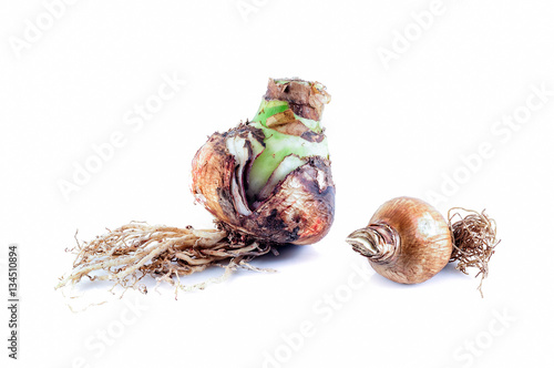 Two Mixed Bulbs Amaryllis with roots against white background