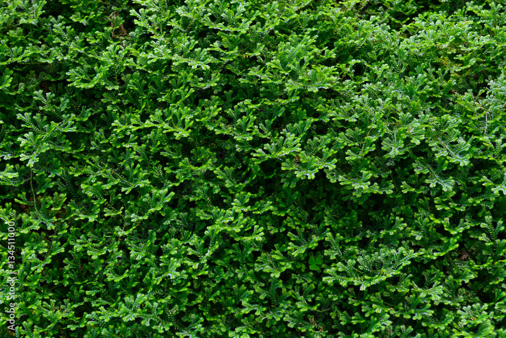 moss moss