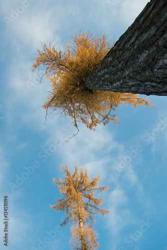 Kiefern im Winter, Bäume, die in den Himmel wachsen photo