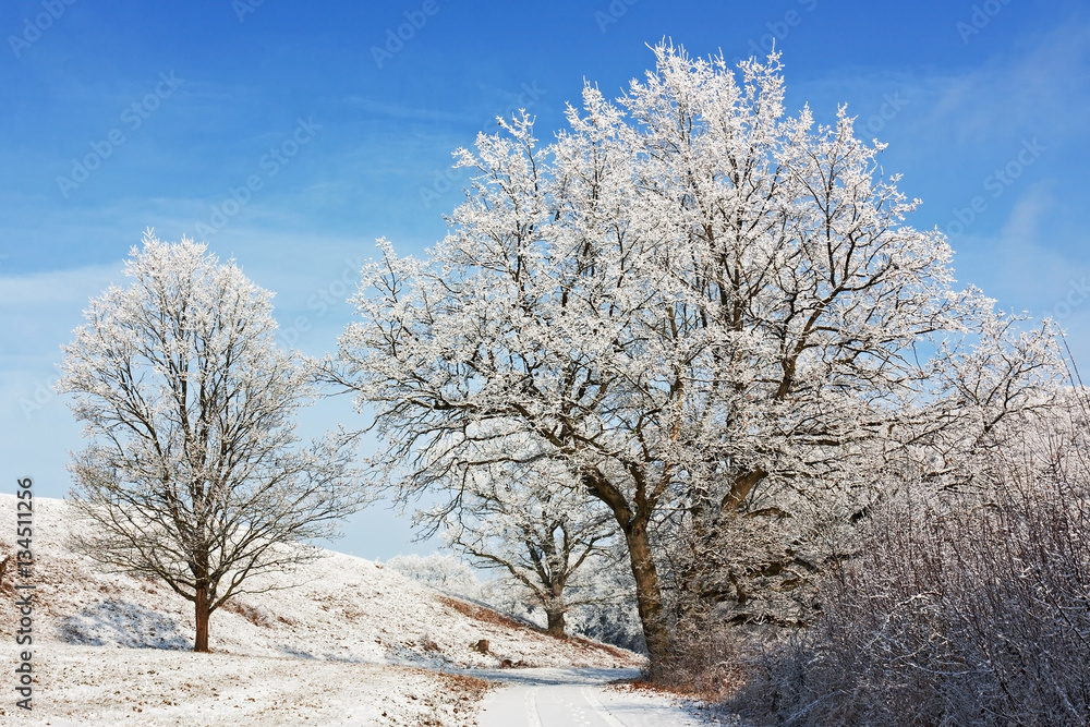 Winterlandschaft in Hessen mit Feldweg und Bäumen mit Schnee und Reif Winterlandschaft in Hessen mit Feldweg und Bäumen mit Schnee und Reif